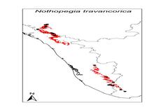 Nothopegia travancorica
